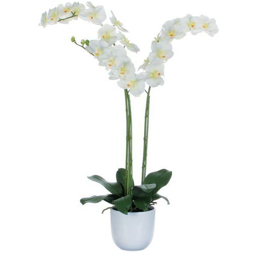 Phalaenopsis-Orchidee 100 cm - Vepabins